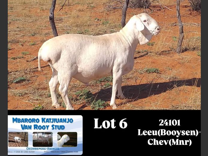 24101 | MBARORO KATJIUANJO VAN ROOY STUD