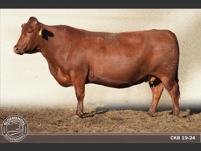 CKB190024 | CHRIS KRUGELL BLOEMENDAL