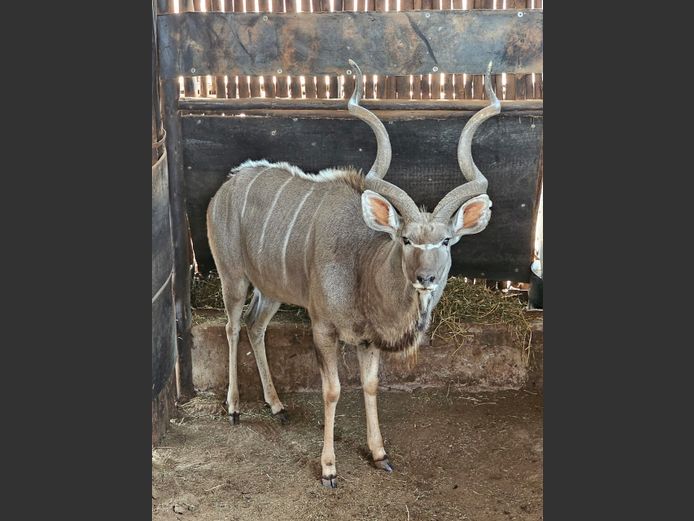 KUDU | DAGBREEK