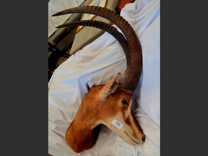 SABLE HEAD TROPHY, 110cm High