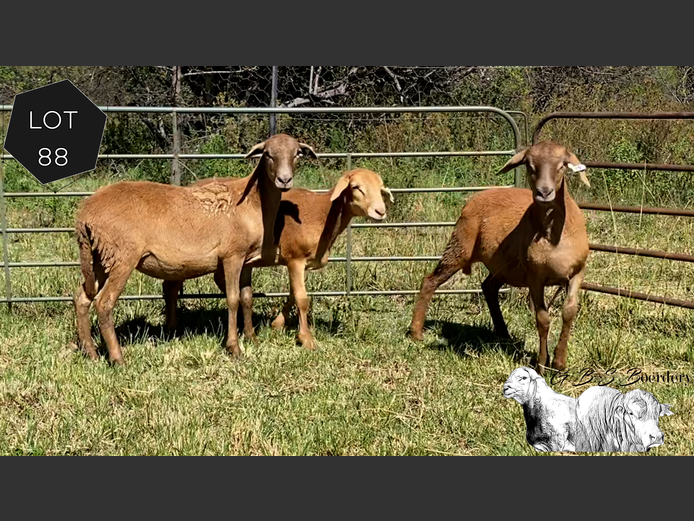 Ewes | GBS Boerdery