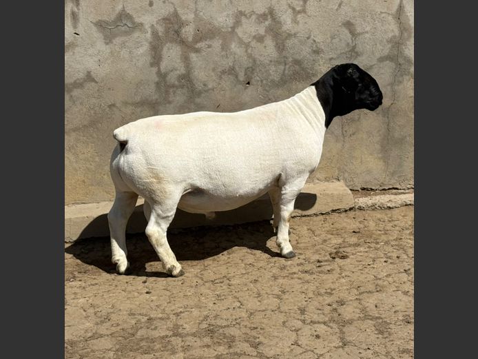 242651 | Leroy & Bruce Phillips Dorpers