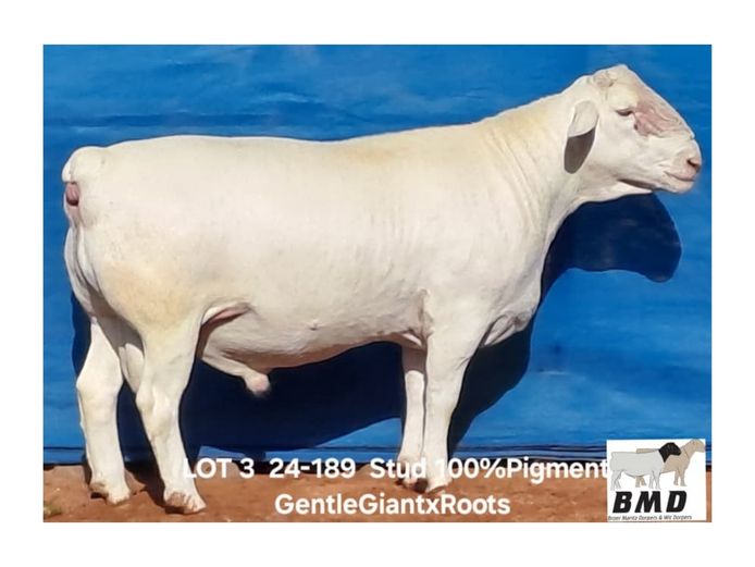 24-189 | BROER MARITZ DORPERS