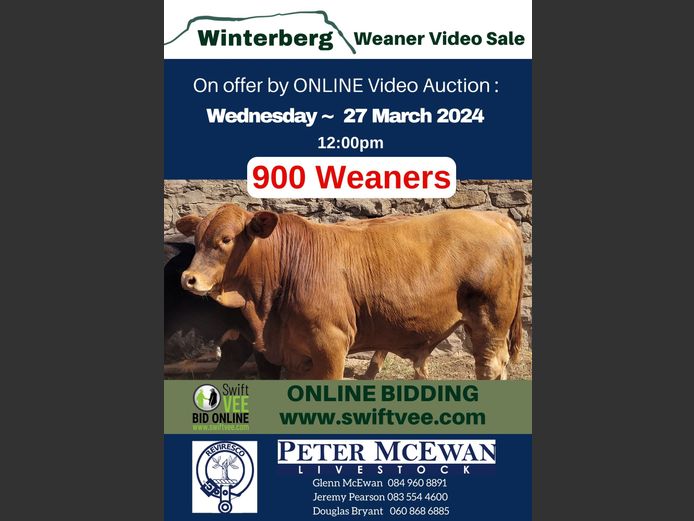 WINTERBERG WEANER SALE 1