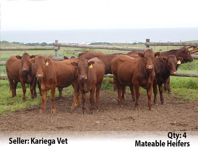 Commercial Animals | Kariega Vet