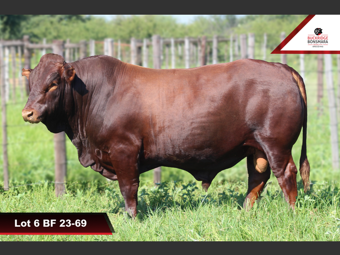 BF 230069 | BUCKRIDGE BONSMARAS