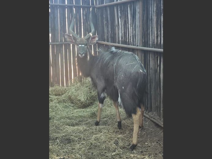 NJALA | ACACIA WAY TRADING