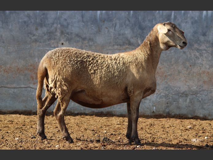 CRL 24.674 | Riaan Liebernberg - Hanri Meatmasters