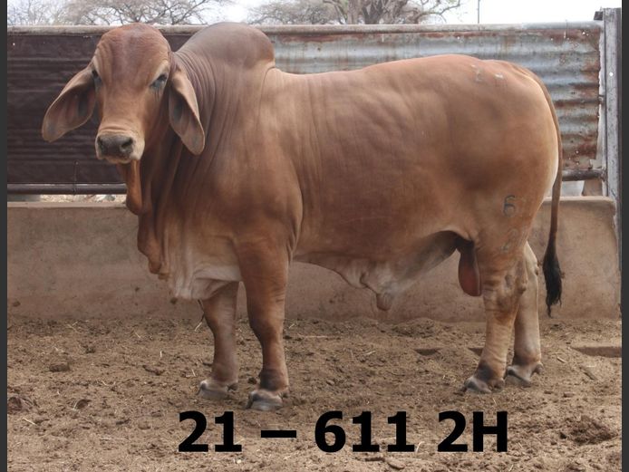 21-06112H | BATAVIA BRAHMAN