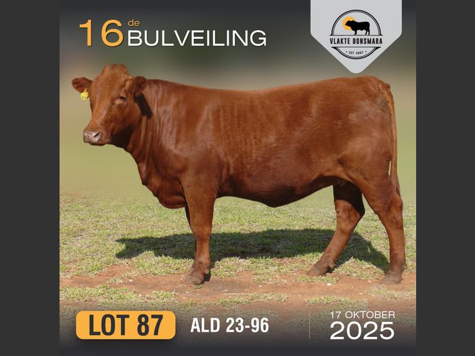 ALD 230096 | ALDIGO BONSMARAS