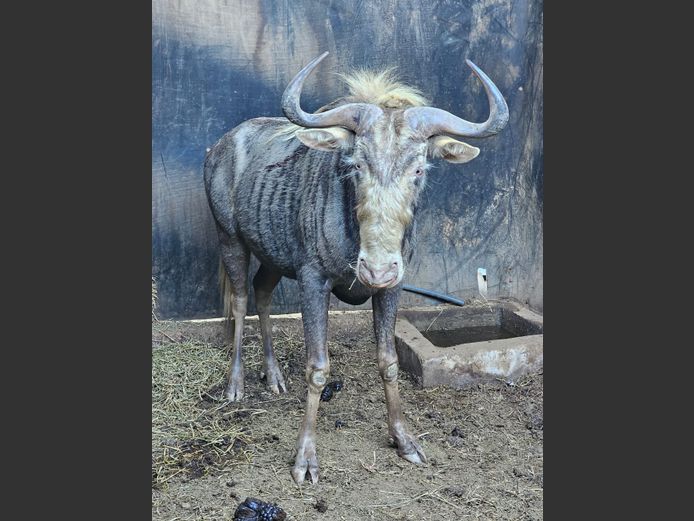 KING WILDEBEEST | SPRINGBOK WILDPLAAS