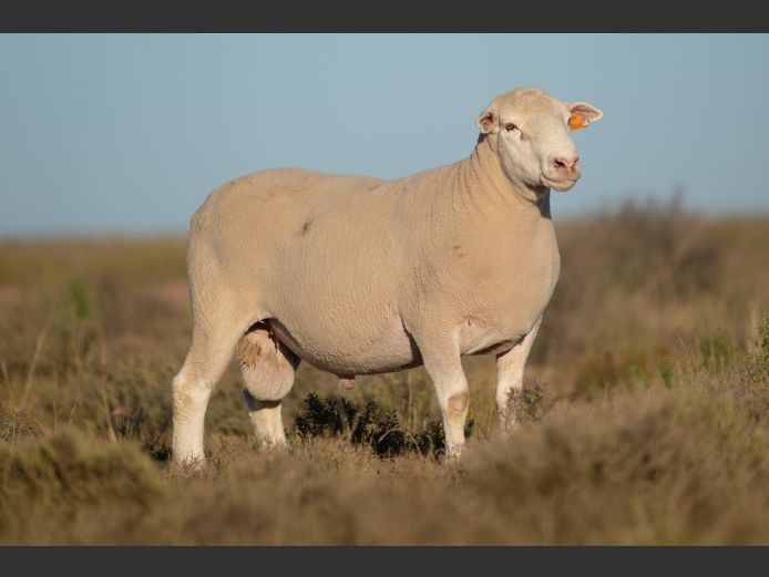 DZ 240203 | 2 STEYNS BOERDERY