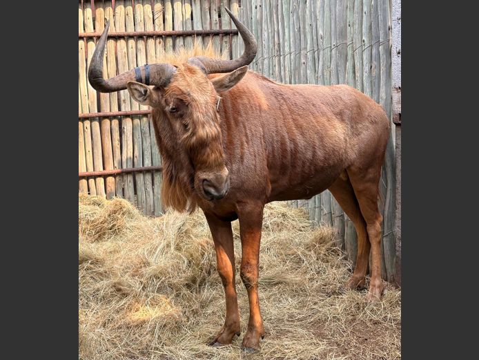 Goue Wildebees Bul