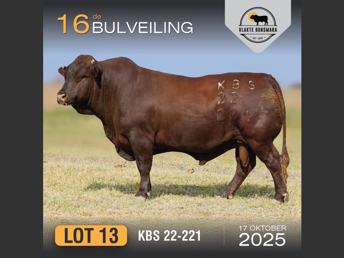 KBS 220221 | KAMEELDORING BONSMARA