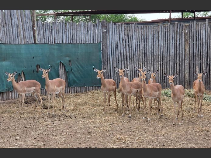 ROOIBOK | IMPISI SAFARIS