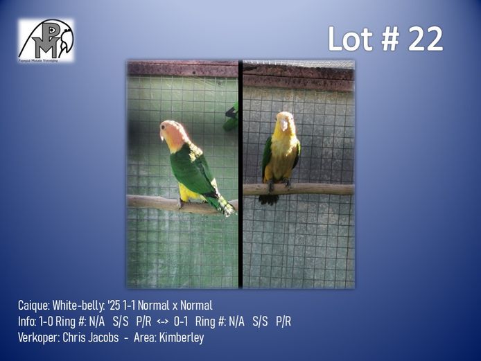 1-1 '25 Caique: White-belly: Normal x Normal - Chris Jacobs