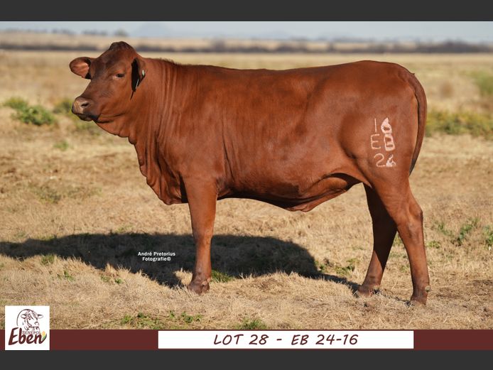 EB 240016 | EBEN SENEPOL