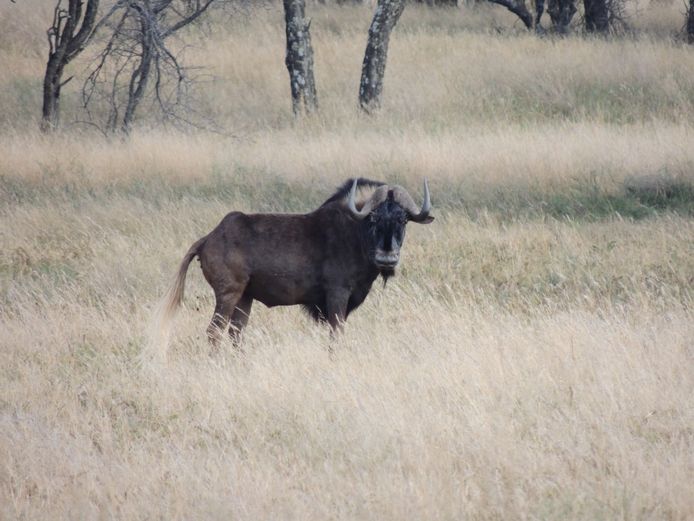 SWARTWILDEBEES BULLE