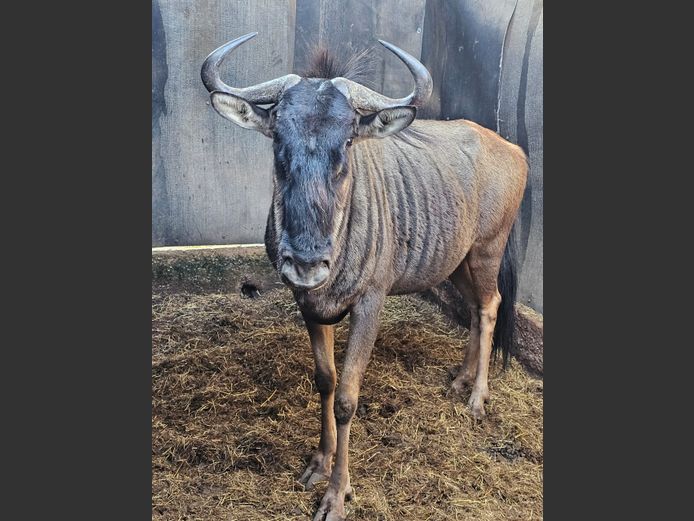 BLOUWILDEBEES | BUFFELSKLOOF 2