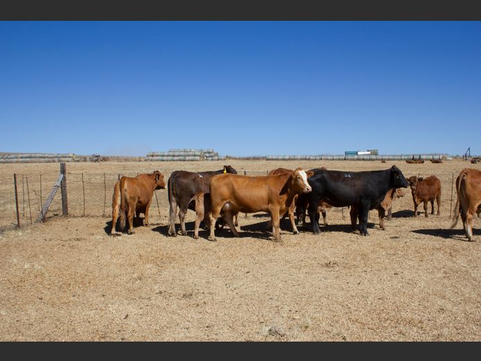 Commercial Animals | Blouberg Simbra