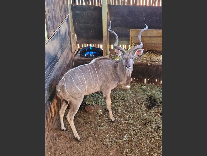 KUDU 53” | KOLOBE WILDLIFE