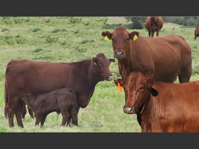 SOUTHWELL CATTLE COMPANY