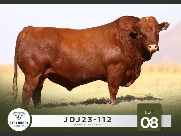JDJ23-112 | Strydhoek