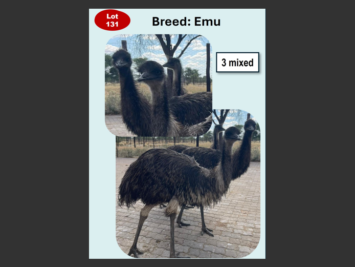 EMU | ANNUAL MYTILUS AND ELOFF