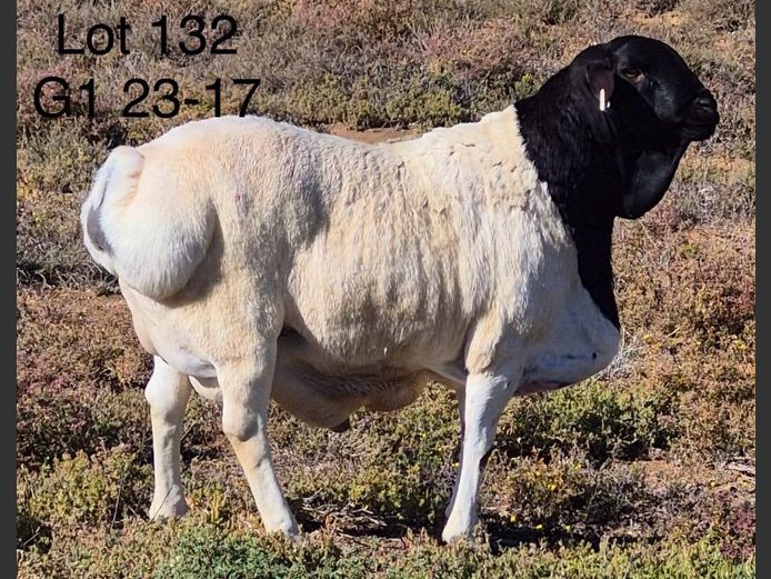 23-017 | DIRK LOTTER