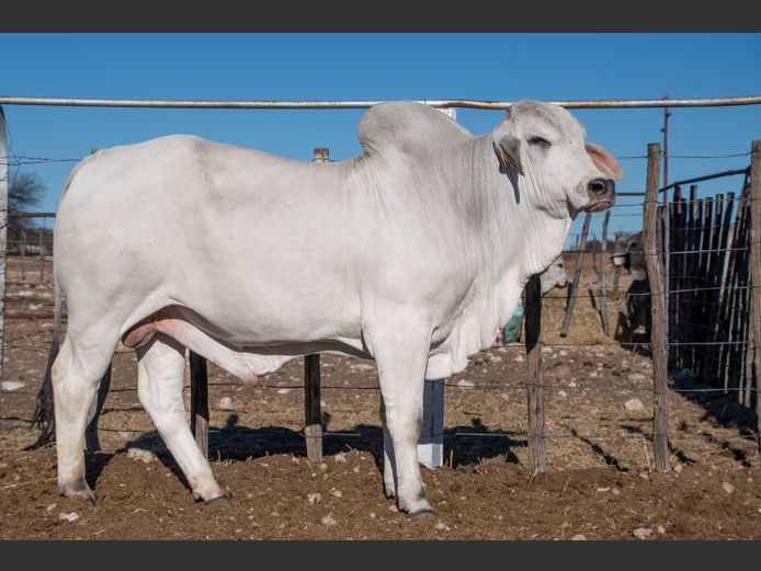 22-0235FK | WANETTA BRAHMANE