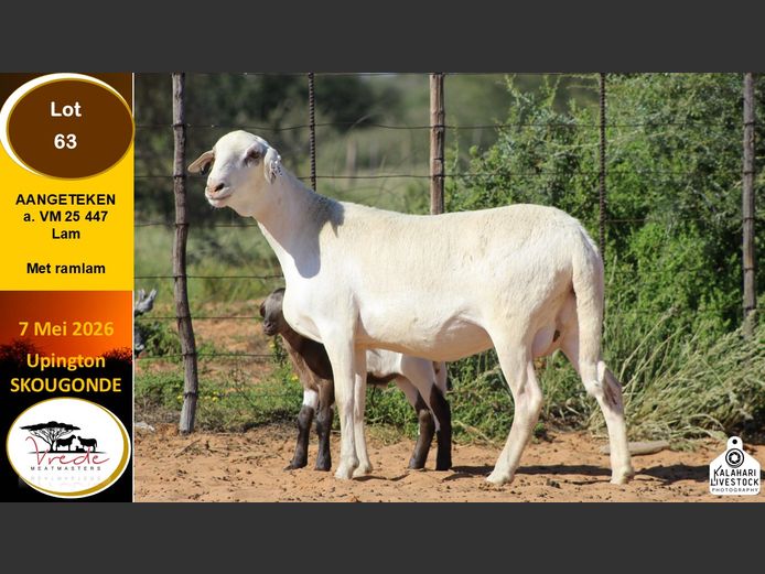 VM 25 447 | VREDE MEATMASTERS
