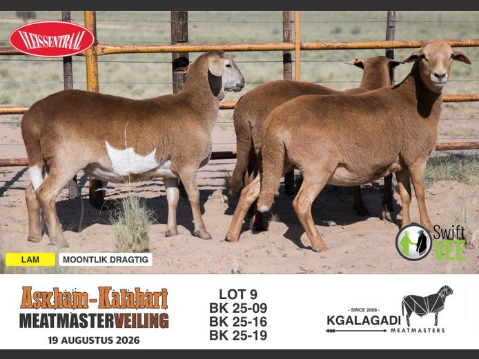 BK 25-16 | BARRI KNOETZE