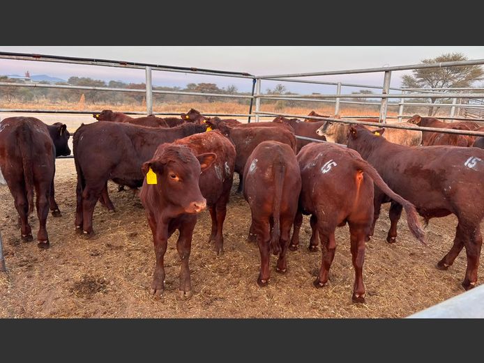 AGRA OTJIWARONGO WEANER AUCTION