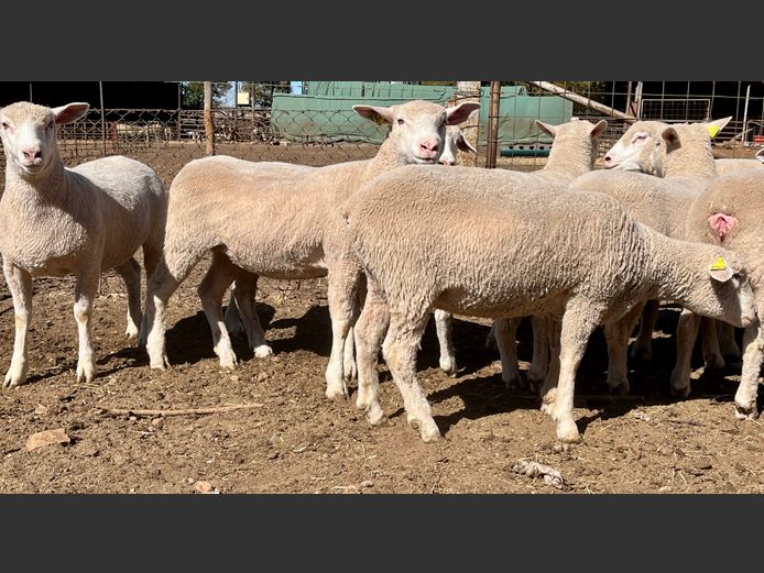Commercial Animals | HAGELAND ILE DE FRANCE