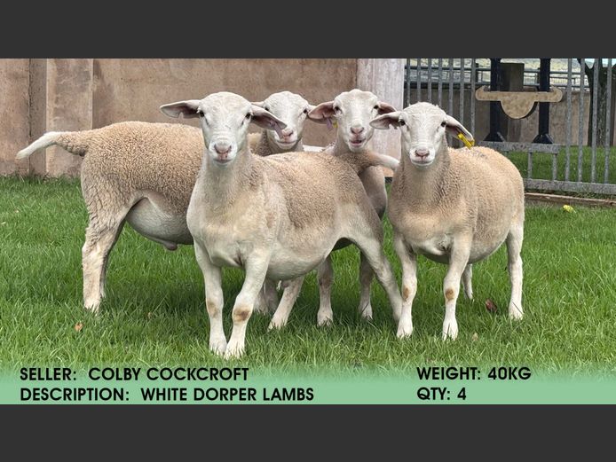 Lambs | Colby Cockcroft