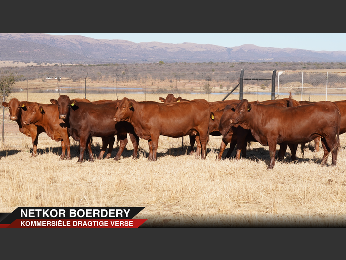 Commercial Animals | Interswart -
Northam
