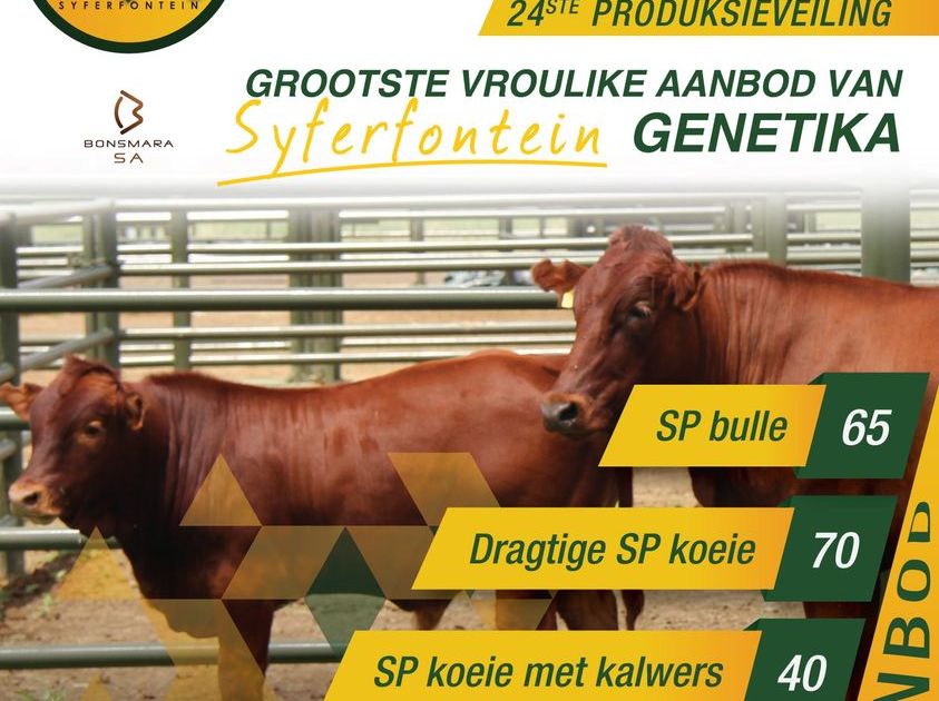 SYFERFONTEIN BONSMARAS 24STE PRODUKSIEVEILING | SwiftVEE | South Africa ...