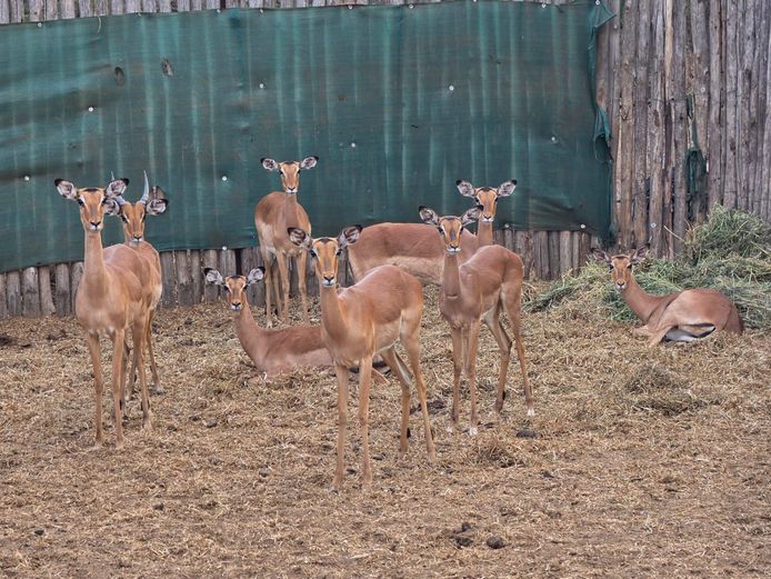 ROOIBOK | IMPISI SAFARIS