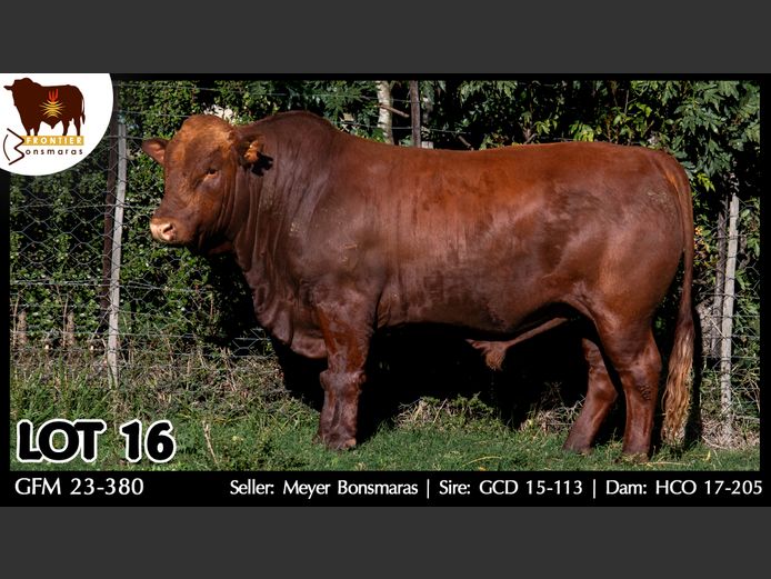 GFM 230380 | MEYER BONSMARAS