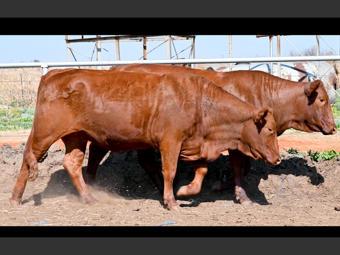 Commercial Animals | PE ROUX