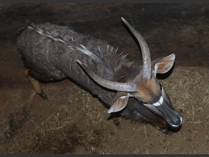 NYALA