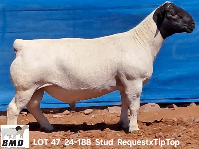 24-188 | BROER MARITZ DORPERS