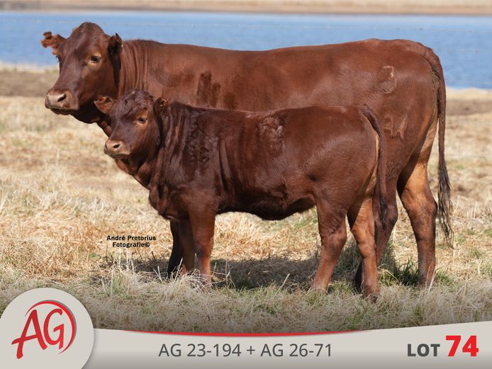 AG230194 | ARTHUR DE VILLIERS & SEUN