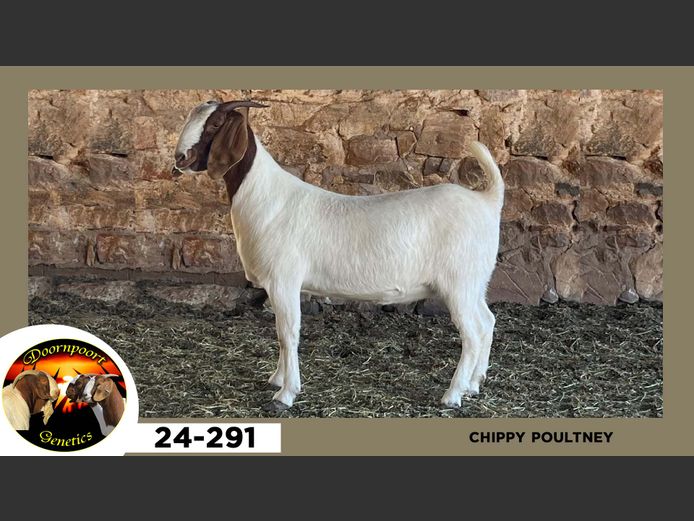 24-291  |  Chippy Poultney