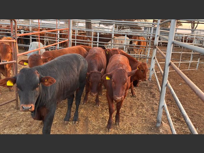 AGRA OTJIWARONGO WEANER AUCTION