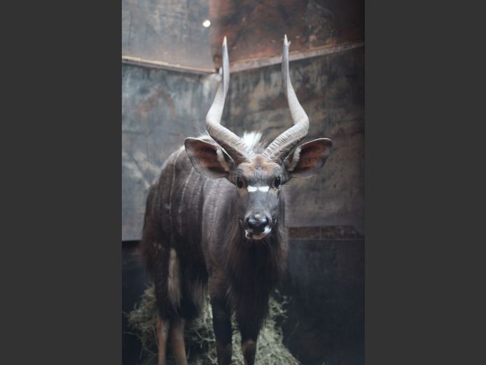 NJALA BUL