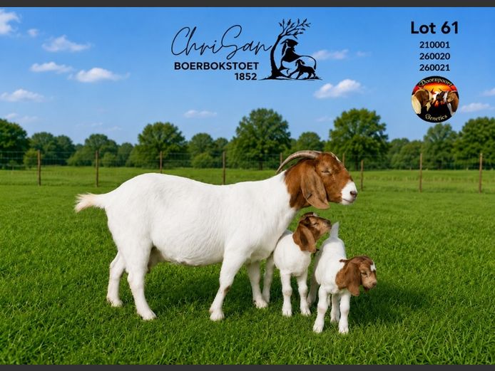 1852210001 | CHRISAN BOERBOKSTOET
