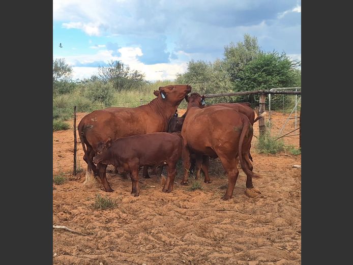 Commercial Animals | Denbot Bonsmaras