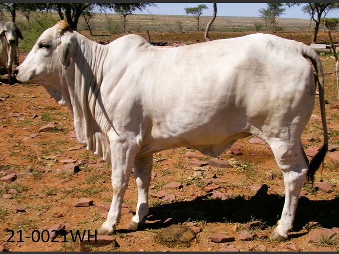 24-0021WH | SWARTRANTE BRAHMANE