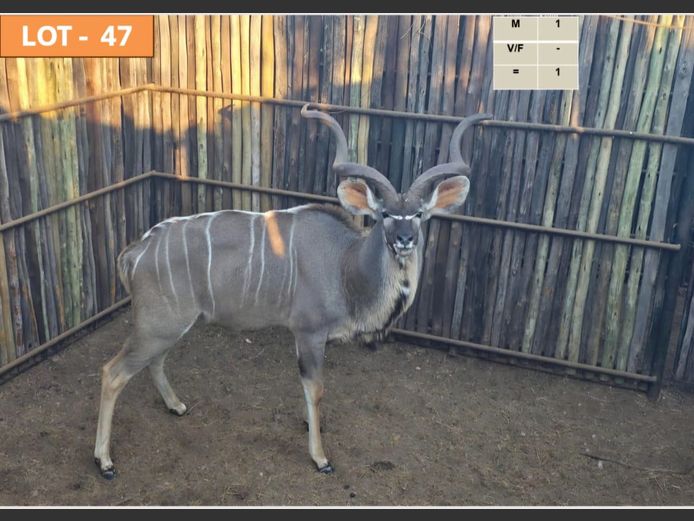 Kudu Bul
